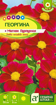 Цветы Георгина Мигнон Пурпурная/Сем Алт/цп 0,2 гр.