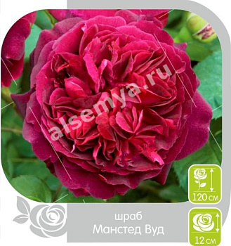 Роза Манстед Вуд