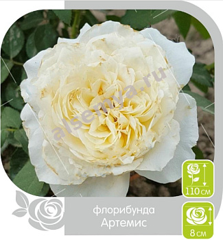 Роза Артемис