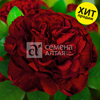 Роза Энкре Нуар/Премиум/Сем Алт/1шт. в коробке