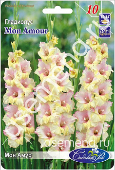 Гладиолус Мон Амур