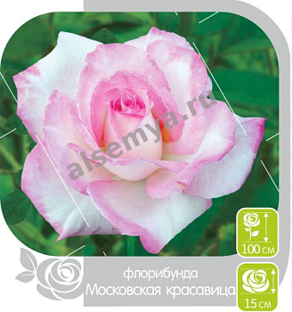 Роза Московская Красавица