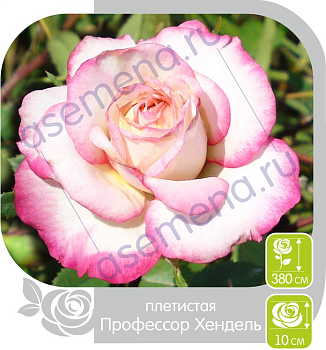 Роза Профессор Хендель