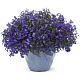 Лобелия