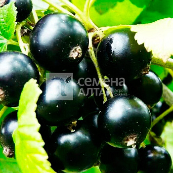 Смородина Ника/Сем Алт/1шт. в коробке