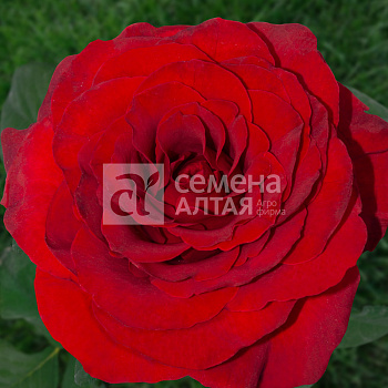Роза Либерти/Сем Алт/1шт. в коробке