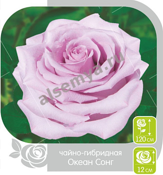 Роза Океан Сонг