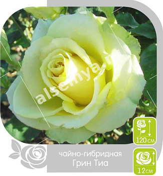 Роза Грин Тиа