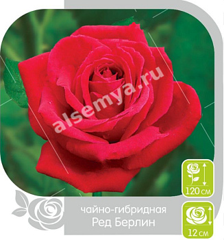 Роза Ред Берлин