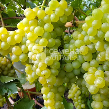 Виноград Кишмиш №342/Сем Алт/1 шт. в коробке