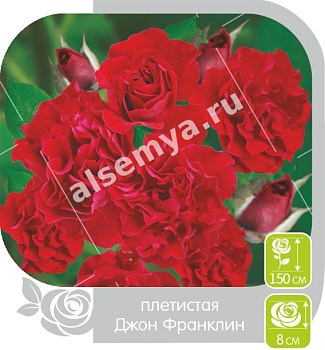 Роза Джон Франклин