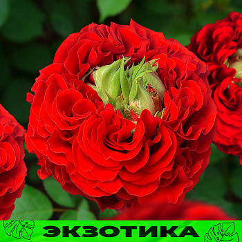 Роза Ред Монстр/Сем Алт/1 шт. в коробке