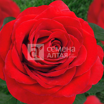 Роза Королевский бархат/Крупноцветковая/Сем Алт/1шт. в коробке