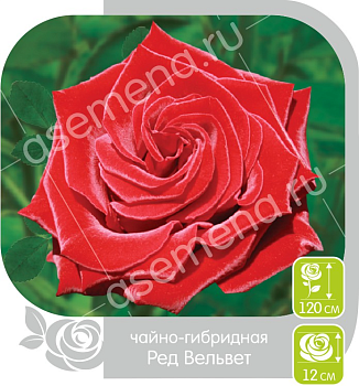 Роза Ред Вельвет