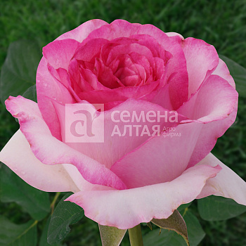 Роза Белла Вита/Сем Алт/1шт. в коробке