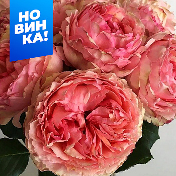 Роза Саламансар/Сем Алт/1шт. в коробке