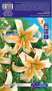 Лилия Леди Алиса