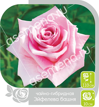 Роза Эйфелева Башня