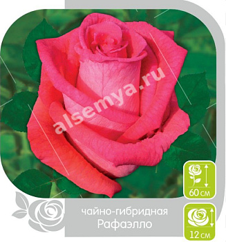 Роза Рафаэлло
