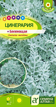 Цветы Цинерария Белеющая/Сем Алт/цп 0,1 гр. 