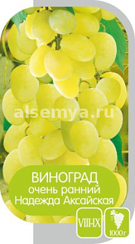 Виноград Надежда Аксайская