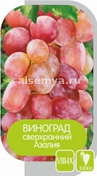 Виноград Азалия