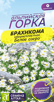 Цветы Брахикома Белое озеро/Сем Алт/цп 0,05 гр. Альпийская горка НОВИНКА