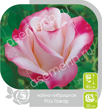 Роза Роз Гожар