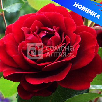 Роза Амадеус/Сем Алт/1 шт. в коробке
