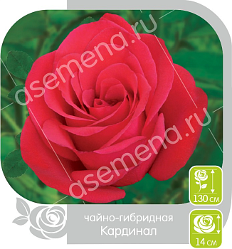 Роза Кардинал