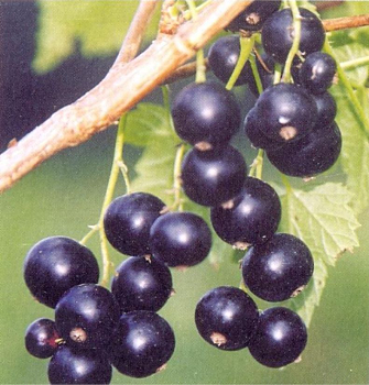 Смородина черная Русалка