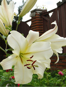 Лилия Овация