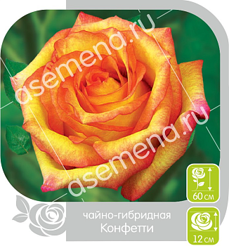 Роза Конфетти