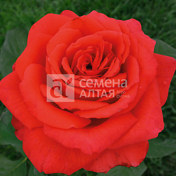 Роза Вау/Сем Алт/1 шт. в коробке