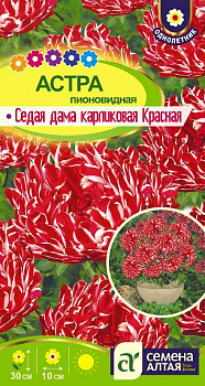 Цветы Астра Седая Дама Красная карликовая/Сем Алт/цп 0,2 гр.