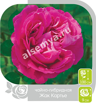 Роза Жак Картье