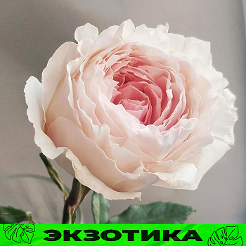 Роза Тсумуги Фули Фули/Сем Алт/1шт. в коробке