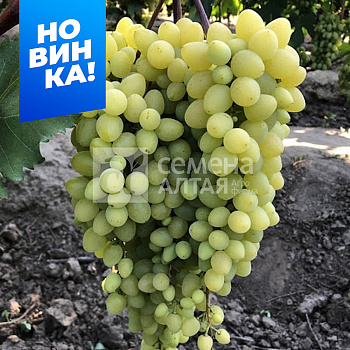 Виноград Кишмиш Бесподобный/Сем Алт/1шт. в коробке