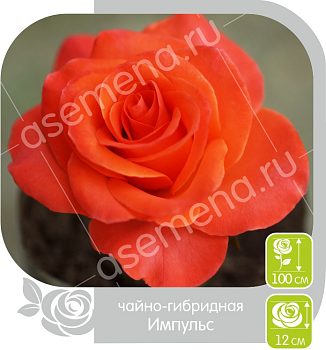 Роза Импульс