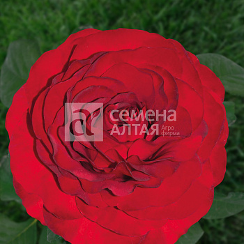 Роза Роял Баккара/Сем Алт/1 шт. в коробке