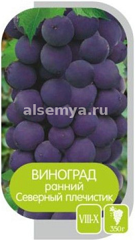 Виноград Северный Плечистик