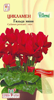 Цветы Цикламен Гильда мини /Сем Алт/цп 3 шт.
