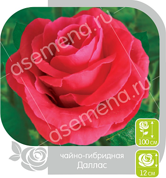 Роза Даллас