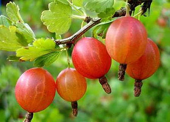 Крыжовник Шершневский