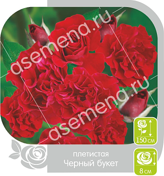 Роза Черный Букет
