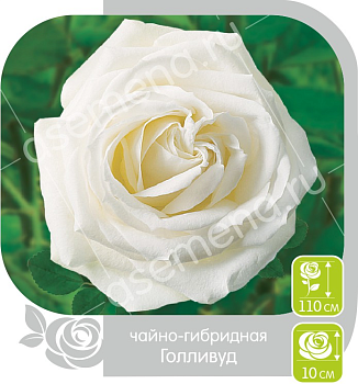 Роза Голливуд