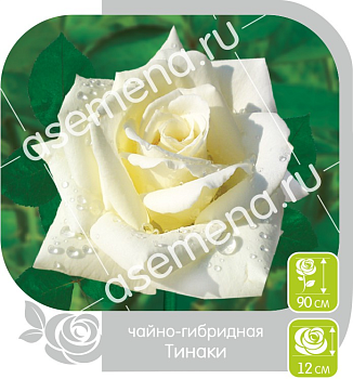 Роза Тинаки