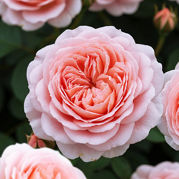 Роза Мерхенцаубер/Сем Алт/1 шт. в коробке