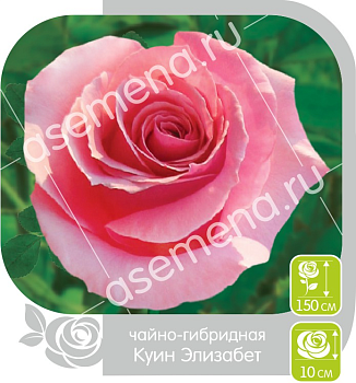 Роза Куин Элизабет