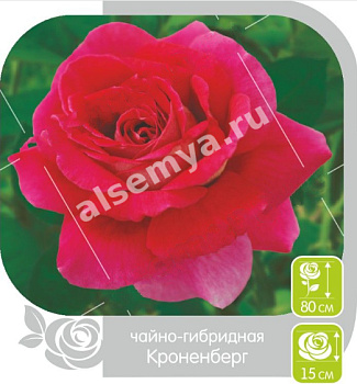 Роза Кроненбург